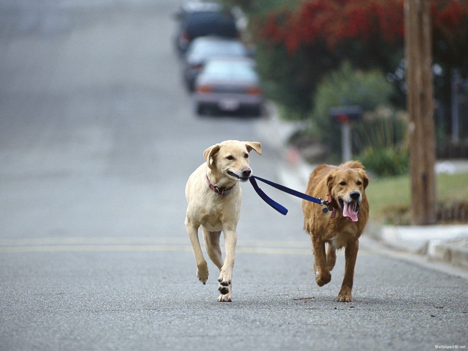 Correr con perros recomendaciones baltasar Nuozzi veterinario locos por correr 01