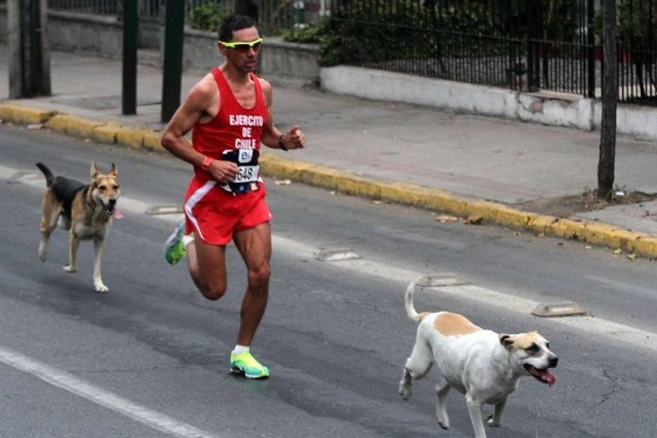 Perros Maraton Santiago CHile Locos Por Correr 04